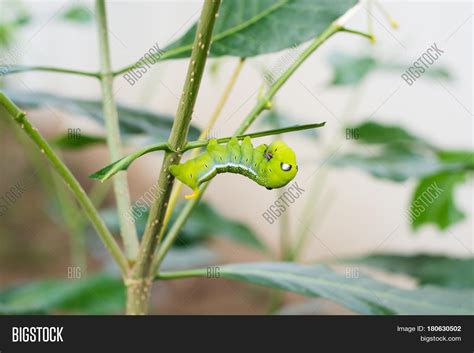 Caterpillar Green Image & Photo (Free Trial) | Bigstock