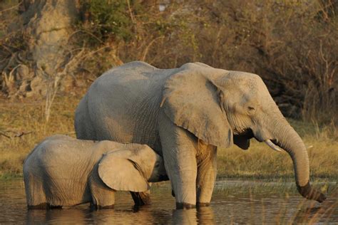 Wildlife | Conservation Tourism in Namibia