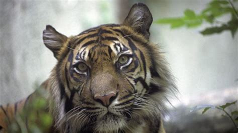 Tiger teeth and claws: Sheffield woman charged - BBC News