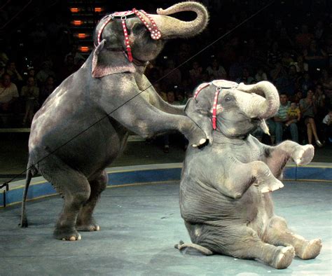 Circus in Germany replaces live animal performances with dazzling 3D holograms - Mothership.SG ...