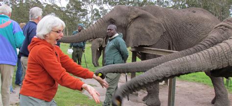 The Knysna Elephant Park – Explore Knysna