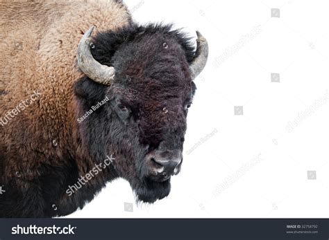 American Bison Buffalo Isolated On White Stock Photo 32758792 ...