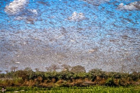 Fresh wave of crop-ravaging locust swarms threaten East African herders, farmers | City Press