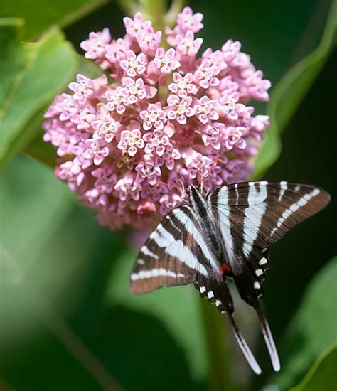 Create a Beautiful Butterfly Garden with These Plants