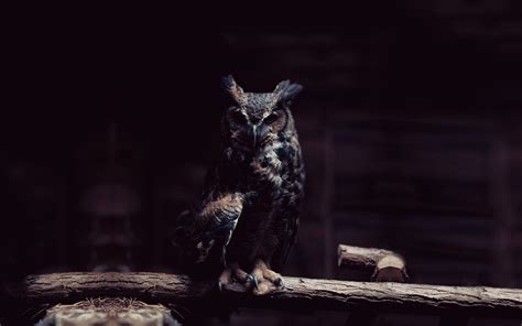 Dark Owl Wallpapers Free Download