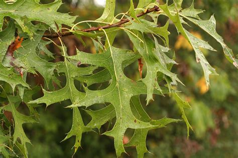 pin oak – Woody Plants of Ohio