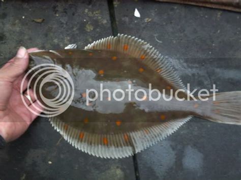 Plaice, Dab and Flounder differences - Flatfish Identification Fishing