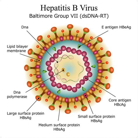 Virus Structure Diagram