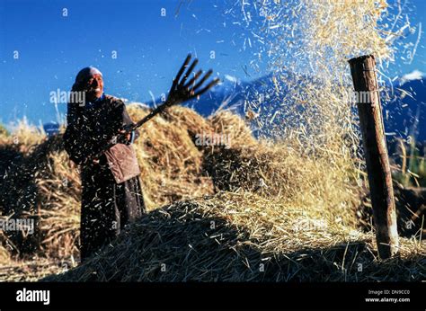 Old woman farmer winnowing with a traditional wooden fork on her farm ...