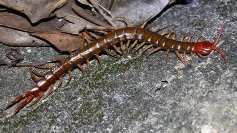 Centipede venom could lead to new class of pain drug