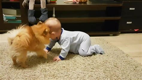 Dogs Babysitting Babies 👶🐶💕 Dogs Love Babies [Funny Pets]