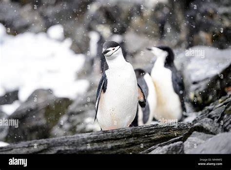 Penguins on the Elephant Island Stock Photo - Alamy