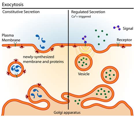 Exocytosis And Endocytosis