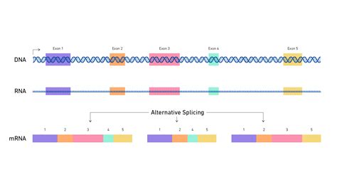 Begünstigter Gürtel Enttäuschung mechanisms of alternative pre messenger rna splicing Talent ...