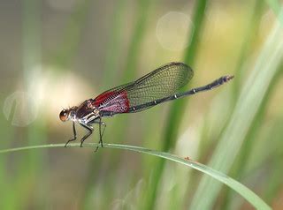 RUBYSPOT, AMERICAN (Hetaeerina americana) (9-24-12) califo… | Flickr