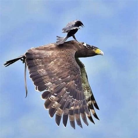 Le seul Oiseau qui ose s’attaquer à un Aigle est le Corbeau. – Les ...