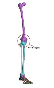 Nama Sendi Pada Tubuh Manusia (Contoh & Gambar) - kependidikan.com