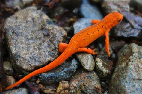 The Eastern Newt (Notophthalmus viridescens) - Charismatic Planet