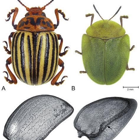 (PDF) Beetle elytra as role models for lightweight building construction