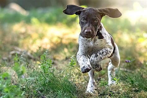 German Shorthaired Pointer (GSP) Dog Breed Information & Characteristics