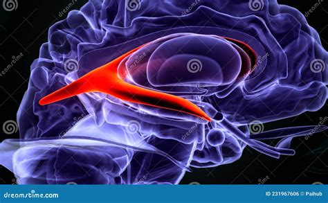 3d Illustration of Human Brain Lateral Ventricle Anatomy Stock ...