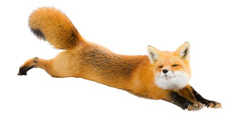 Red fox Arctic fox Dog Silver fox - Fox PNG png download - 1200*600 - Free Transparent Shiba Inu ...