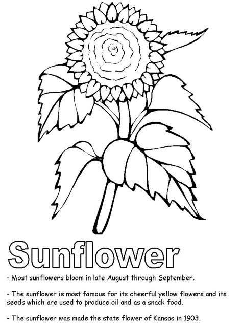 Kansas State Flower coloring page - Download, Print or Color Online for Free