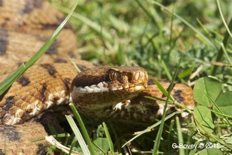 Photography of snakes: Vipera Aspis Francisciredi/Italian Viper