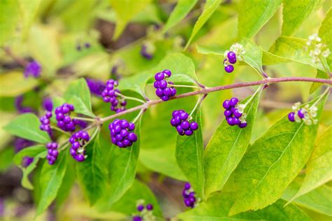 Beautyberry Shrub: Plant Care & Growing Guide