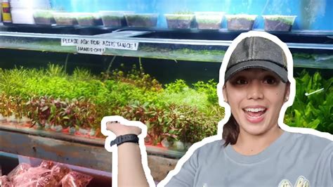 BUYING AQUATIC PLANTS | CARTIMAR - YouTube