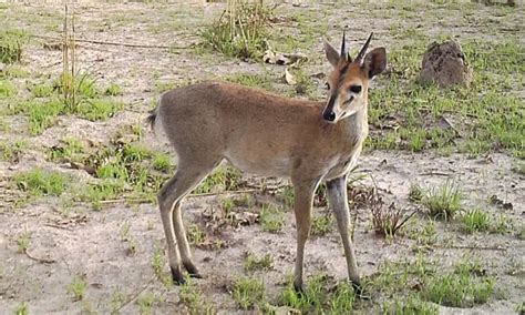 The Duiker: Take A Closer Look At Africa’s Jumpy Antelope