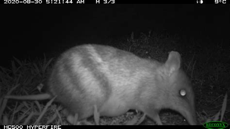 Backyard buddies: The Eastern Barred Bandicoot - Conservation ...