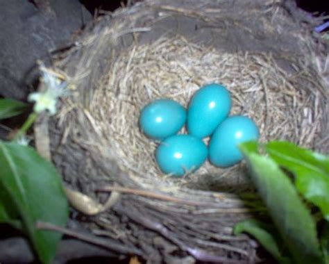 Blue Jay Eggs | Blue jay eggs, Blue jay, Passerine bird