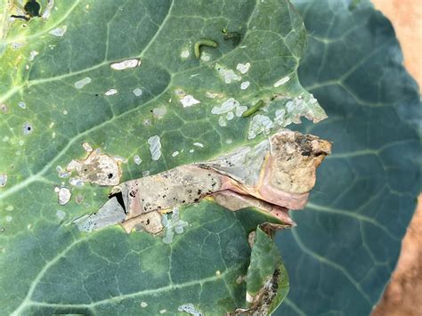 Beet armyworm infestations in central Virginia | Virginia Ag Pest and ...