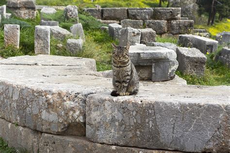 Delphi-Tour - Phocis | Terrabook