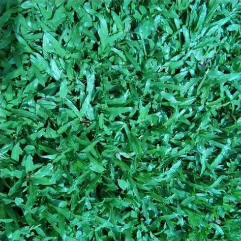 Natural Green Rectangular Lawn Carpet Grass at Rs 3.50/sq ft in Kolkata ...