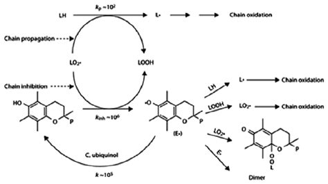 α-Tocopherol action as a radical scavenging antioxidant against lipid... | Download Scientific ...