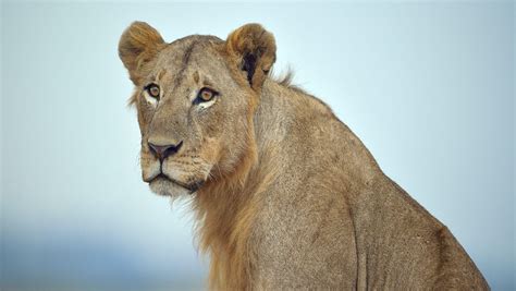 Man mauled, lion shot in latest Nairobi incident - TODAY