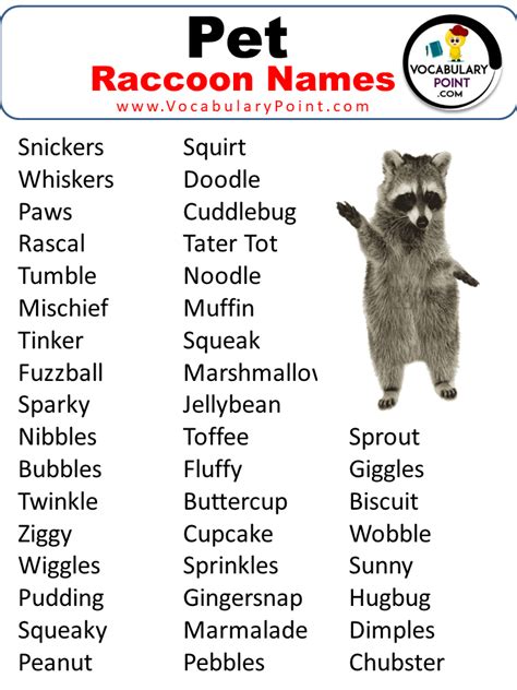 500+ Best Raccoon Names (Cute, Pet, Male & Female) - Vocabulary Point