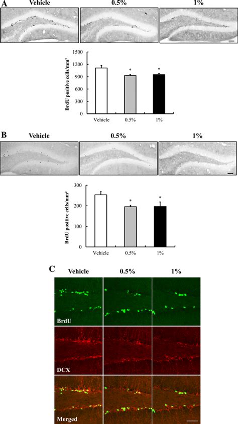 a Representative images and quantitative analysis of BrdU-positive ...