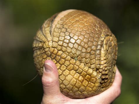 Armadillo Shell | Nathan Rupert | Flickr