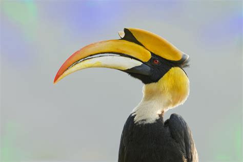 19 Hornbill Facts - Facts.net