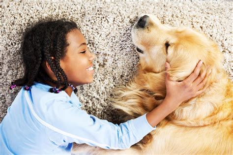 Essential Tips On Cleaning Up After Pets - SG Carpet Cleaning