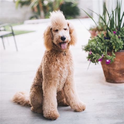 Goldendoodle Mohawk Cut | Goldendoodle haircuts, Dog haircuts ...