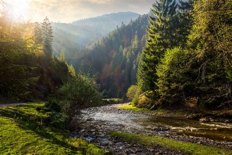 Understanding Different Types of Trees - One Tree Planted