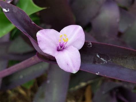 Wandering Jew Plant (Tradescantia zebrina): Types, How to Grow and Care ...