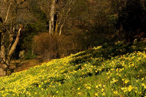 Daffodils Lake District