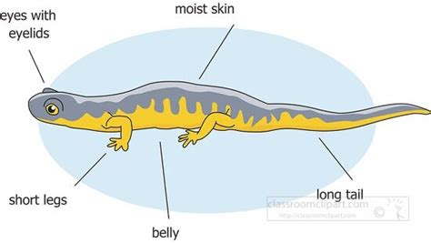 Salamander Clipart-external anatomy amphibian salamander clipart