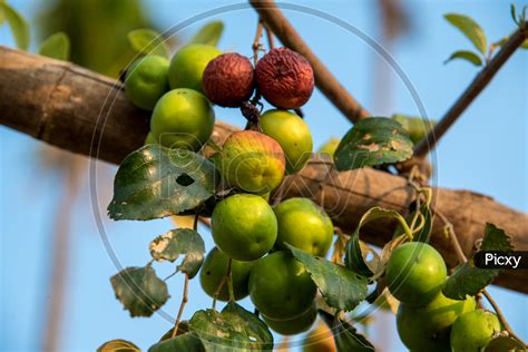 Image of Indian Plum or Jujube or Chinese Date or Ziziphus mauritiana or Regi Pandu Fruit ...