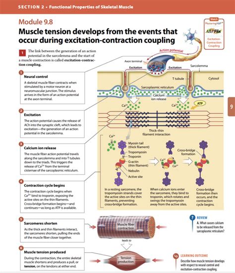 Chapter 9.8: muscle tensions develop from the events that occur during excitation-contraction ...